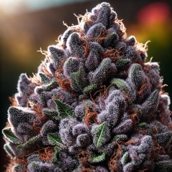 Granddaddy Purple cannabis strain