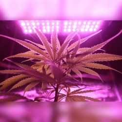 cannabis plant growing image for mobile