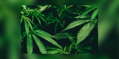 WSWA calls for cannabis legalization banner