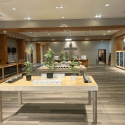 inside sacred bloom cannabis dispensary 