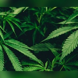 WSWA calls for cannabis legalization square