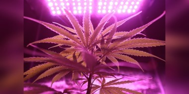 cannabis plant growing in a setup 