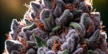 Granddaddy Purple weed strain