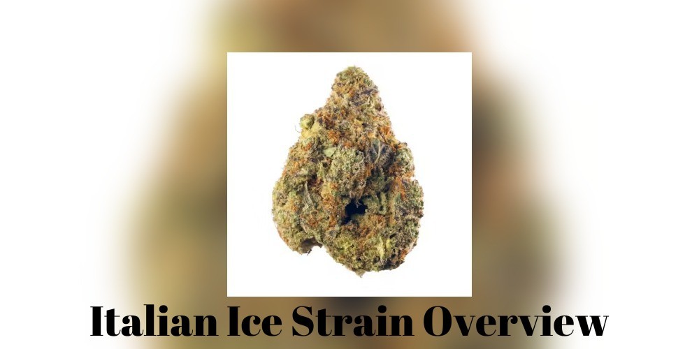 Italian Ice Strain: A Comprehensive Guide to Its Aroma, Effects, and ...