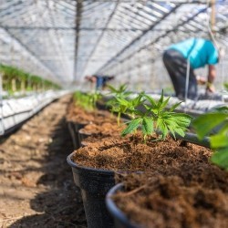 Cannabis plantation square