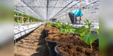 Cannabis plantation banner