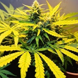 Cannabis plant turning yellow