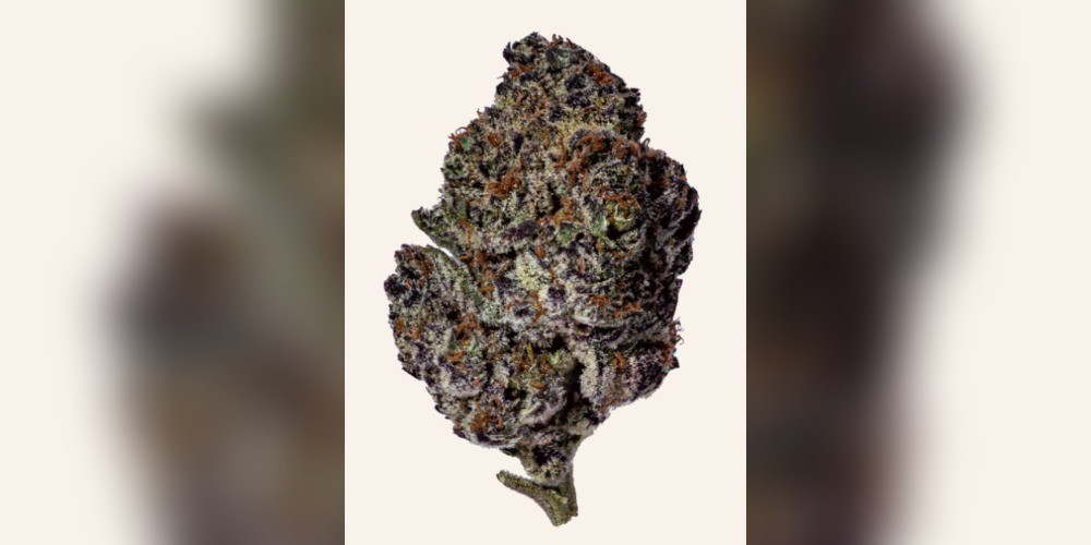 Oreo Blizzard Strain: Everything You Need to Know | Cannabis Products World