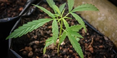 Agriculture Cannabis