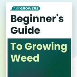 Cannabis growing guide banner mobile