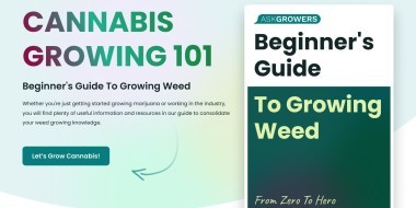 Cannabis growing guide banner