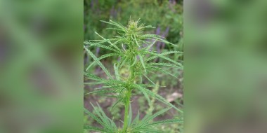 Wild marijuana plant