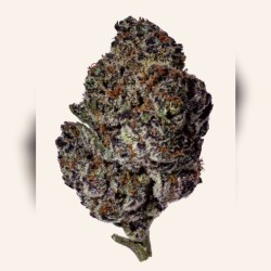 Oreo Blizzard cannabis Strain