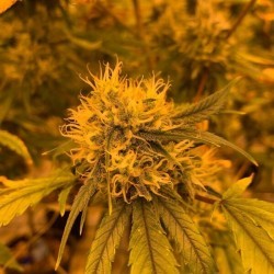 Marijuana bud