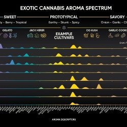 Exotic aroma spectrum cannabis