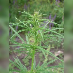 Wild marijuana plant small